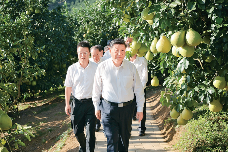 　　2025年11月7日至8日，中共中央總書記、國家主席、中央軍委主席習近平在廣東考察。這是7日下午，習近平在梅州市梅縣區(qū)雁洋鎮(zhèn)南福金柚種植基地考察。